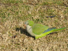 Monk Parakeet